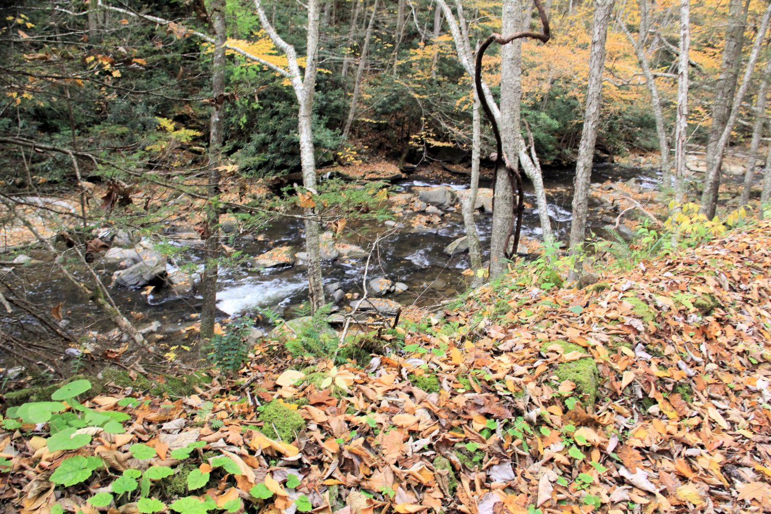 Glade Creek Trail 